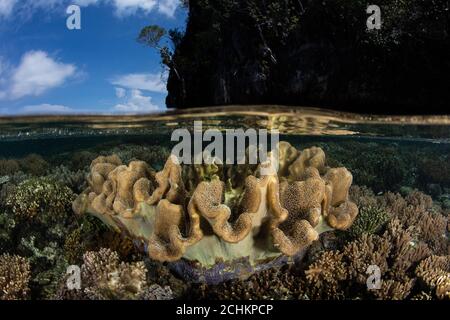 Eine erstaunliche Vielfalt an Korallen gedeiht in Raja Ampat, Indonesien. Diese abgelegene, tropische Region ist für ihre spektakuläre marine Artenvielfalt bekannt. Stockfoto