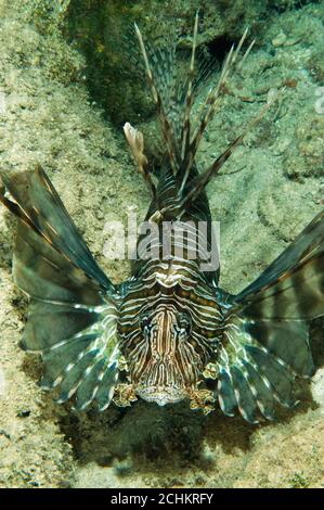 Invasive Löwenfische, Pterois volitans, in Kas Antalya Türkei Stockfoto