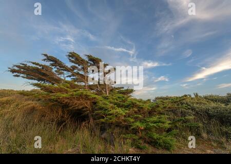 Zedernbaum vom Wind in einer Küstenlandschaft in der Nähe des atlantiks in Frankreich gebogen. Stockfoto