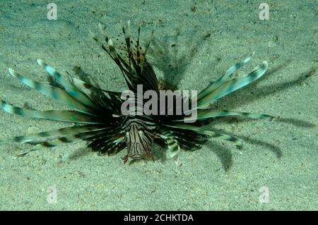 Invasive Löwenfische, Pterois volitans, in Kas Antalya Türkei Stockfoto