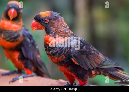 Die Dunkellory (Pseudeos fuscata) ist eine Papageienart aus der Familie Psittaculidae. Sie ist in Neuguinea und den vorgelagerten Inseln zu finden. Stockfoto