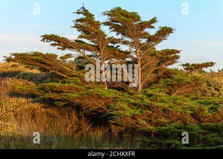 Zedernbaum vom Wind in einer Küstenlandschaft in der Nähe des atlantiks in Frankreich gebogen. Stockfoto