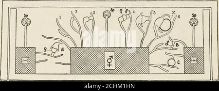. Vererbung und Evolution in Pflanzen . ABB. 36. – Tomatenpfropfen (Lycopersicum esculent-Inn) auf Tabak (Nicotiana tabacum). Auf der Tomate werden Solatium nigrum, Sintegrifolium und Physalis Alkekengi gepfropft. (Transplantat von Mr. M. Free.) Induktionsdivisionen, die der Sporenbildung in den sporo-Phyten höherer Pflanzen vorausgehen (S. 37), besonders wenn die Pflanze hybrid ist; und in Sporenbildung in der Sporangie, die aus dem Zygosporum einiger der filamentösen Pilze, wie Rhizopus oder Mttcor, der gemeinsamen schwarzen Form des Brotes, stammt. In 52 VERERBUNG UND EVOLUTION IN PFLANZEN letzterer Fall die nuklearen Spaltungen, einige Stockfoto