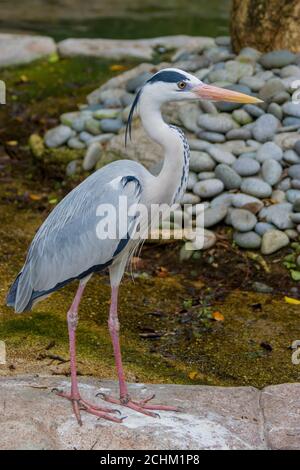 Der Graureiher (Ardea cinerea) ist ein langbeiniger, räuberischer Watvogel der Familie der Ardeidae, der in ganz gemäßigten Europa und Asien beheimatet ist Stockfoto