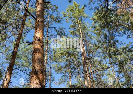 Immergrüne Spitzen der Kiefern von oben auf dem Blau Himmel Hintergrund Stockfoto