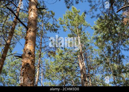 Immergrüne Spitzen der Kiefern von oben auf dem Blau Himmel Hintergrund Stockfoto