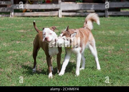 Niedliche Pit Bull Terrier Welpen und sibirische Husky Welpen spielen auf einem grünen Gras im Sommerpark. Haustiere. Reinrassig. Stockfoto