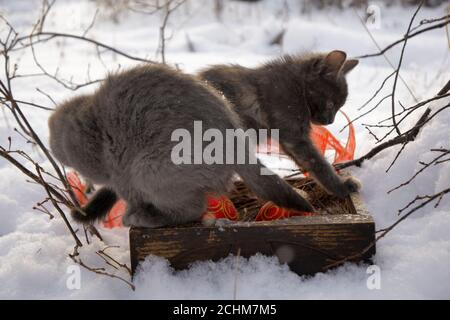 Magische Nevsky Maskaraing Katze mit silbernen weihnachtsglocke und Silber Katze auf Schnee Hintergrund Stockfoto