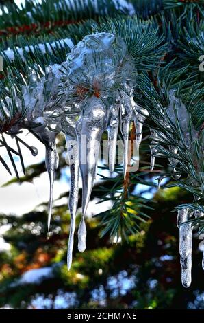 Kleiner Tropfen wie Eiszapfen auf grünem Kiefernbaum Zweig im Winter in Siebenbürgen. Stockfoto