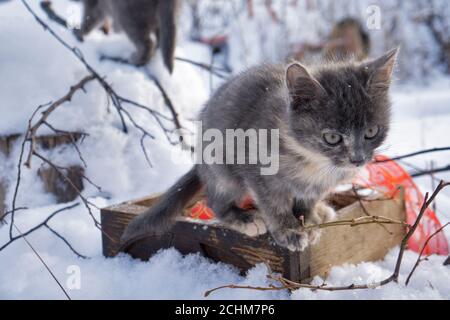 Magische Nevsky Maskaraing Katze mit silbernen weihnachtsglocke und Silber Katze auf Schnee Hintergrund Stockfoto