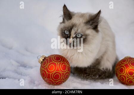 Magische Katze mit roten weihnachtskugel auf Schnee Hintergrund Stockfoto