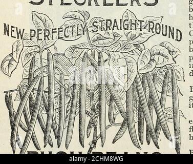 . Stecklers Samen : 1905 . Burpees Bush Lima. Riesiger Zwerg Mit Strlngless Green Pod. Mit all den Verdiensten seines Namens-Sake, es hasJQ Zugabe größere Pods und ist nur productive. Hülsen dieser Sorte sind ein Drittel größer!lhan Valentine, und es wird behauptet, dass es&gt;irlier; nicht so früh wie die ursprüngliche StringlessGreen Pod, aber es ist wünschenswert, mit dieser Sorte für eine Folge Pflanzen. Es behält alle Eigenschaften und guten Qualitäten seiner STECKLERS. BUSHBEANS Elternteil, aber mit einer sehr muckigen größeren und moreshowy Schote. In qu.ilitjs keine Vielfalt übertrifft. Gärtner und Trucker sollten ihm ath geben Stockfoto