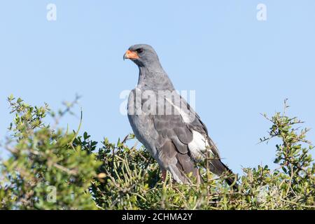 Blasse Gesänge Goshawk (Melierax conorus), Addo Elephant National Park, Ostkap Südafrika Stockfoto