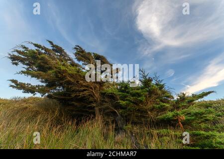 Zedernbaum vom Wind in einer Küstenlandschaft in der Nähe des atlantiks in Frankreich gebogen. Stockfoto