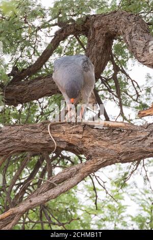 Blass chanten Goshawk (Melierax conorus) mit Gabel-markierte Sandschlange Beute, Kgalagadi Transfrontier Park, Kalahari, Nordkap, Südafrika Stockfoto