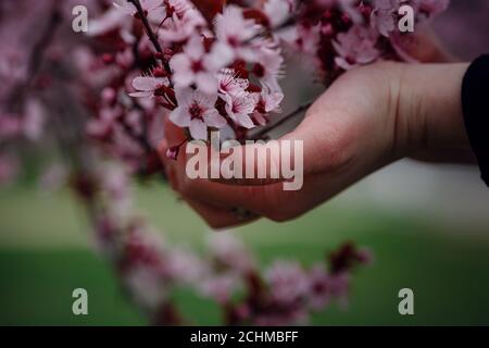 Mädchen hält einen Zweig blühende Aprikosen in den Händen. Nahaufnahme von schönen weiblichen Händen mit einem Zweig der blühenden Obstbaum. Zarten Frühling Stockfoto