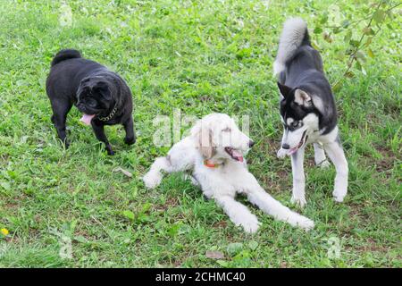 Im Sommerpark spielen süsse afghanische Hundebündchen, chinesische Pug-Welpen und sibirische Husky-Welpen. Haustiere. Reinrassig. Stockfoto