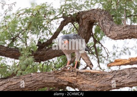 Blass chanten Goshawk (Melierax conorus) mit Gabel-markierte Sandschlange Beute, Kgalagadi Transfrontier Park, Kalahari, Nordkap, Südafrika Stockfoto