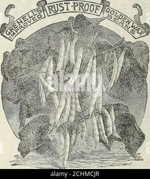 . Stecklers Samen : 1905 . a.ny neue Arten, die wir versucht hatten, fanden keine, um es zu übertreffen. Zwergflageolet Wachs. Ein deutscher Vari-ety, der als Perfektion IFA.r, auch Scarlet Flageolet Wachs in einigen Katalogen. Itis eine robuste wachsende Sorte mit großen feinen yel-niedrigen Schoten. Seit einigen Jahren haben wir versucht, es unter den Gärtnern einzuführen, die der Warchoelts Niere die Präferenz geben. Hendersons Bush Lima. Dies ist eine Zwergbutter-Bean, die keine Pole benötigt, sie wächst fiom 18 bis 24&lt; Zoll hoch. Es ist früh und produktiv mit feiner Qualität. A-starke wachsende Buschsorte von bemerkenswerter-, Kraft Stockfoto