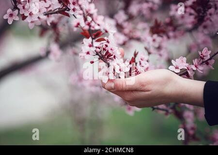 Mädchen hält einen Zweig blühende Aprikosen in den Händen. Nahaufnahme von schönen weiblichen Händen mit einem Zweig der blühenden Obstbaum. Zarten Frühling Stockfoto