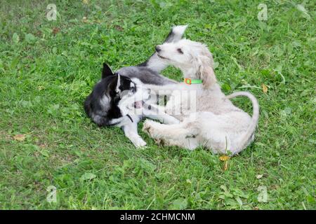 Im Sommerpark spielen süße afghanische Hundeleinen und sibirische Husky-Welpen. Drei Monate alt. Haustiere. Reinrassig. Stockfoto