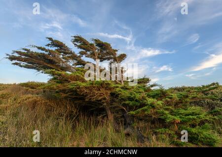 Zedernbaum vom Wind in einer Küstenlandschaft in der Nähe des atlantiks in Frankreich gebogen. Stockfoto