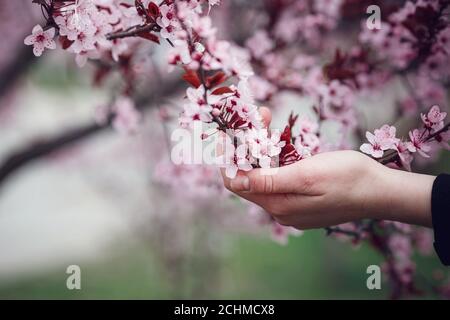 Mädchen hält einen Zweig blühende Aprikosen in den Händen. Nahaufnahme von schönen weiblichen Händen mit einem Zweig der blühenden Obstbaum. Zarten Frühling Stockfoto