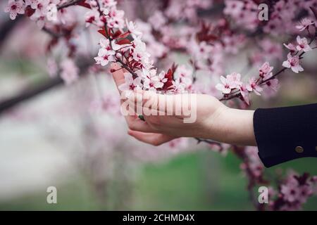 Mädchen hält einen Zweig blühende Aprikosen in den Händen. Nahaufnahme von schönen weiblichen Händen mit einem Zweig der blühenden Obstbaum. Zarten Frühling Stockfoto