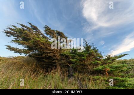 Zedernbaum vom Wind in einer Küstenlandschaft in der Nähe des atlantiks in Frankreich gebogen. Stockfoto