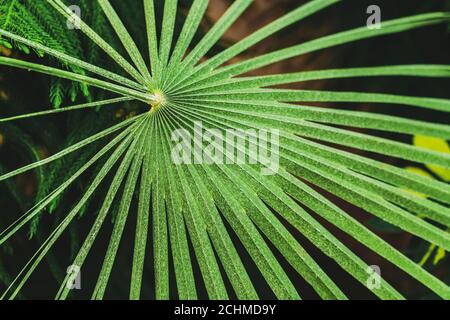 Grüne Blätter Von Chamaerops Humilis Im Botanischen Garten Stockfoto