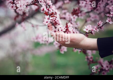 Mädchen hält einen Zweig blühende Aprikosen in den Händen. Nahaufnahme von schönen weiblichen Händen mit einem Zweig der blühenden Obstbaum. Zarten Frühling Stockfoto