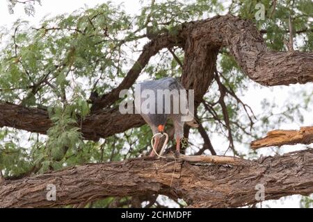 Blass chanten Goshawk (Melierax conorus) mit Gabel-markierte Sandschlange Beute, Kgalagadi Transfrontier Park, Kalahari, Nordkap, Südafrika Stockfoto