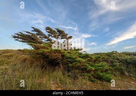 Zedernbaum vom Wind in einer Küstenlandschaft in der Nähe des atlantiks in Frankreich gebogen. Stockfoto