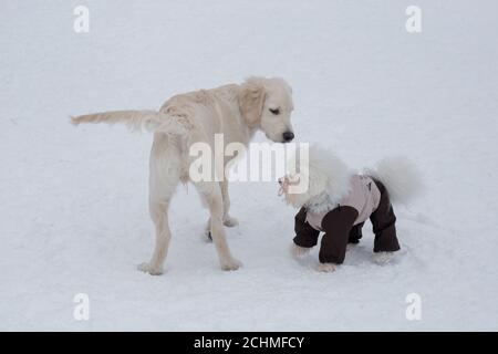 Der süße labrador Retriever Welpe und der bichon Frisewelpe in Haustierkleidung stehen auf einem weißen Schnee im Winterpark. Haustiere. Reinrassig. Stockfoto