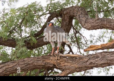 Blass chanten Goshawk (Melierax conorus) mit Gabel-markierte Sandschlange Beute, Kgalagadi Transfrontier Park, Kalahari, Nordkap, Südafrika Stockfoto