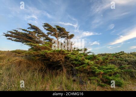 Zedernbaum vom Wind in einer Küstenlandschaft in der Nähe des atlantiks in Frankreich gebogen. Stockfoto