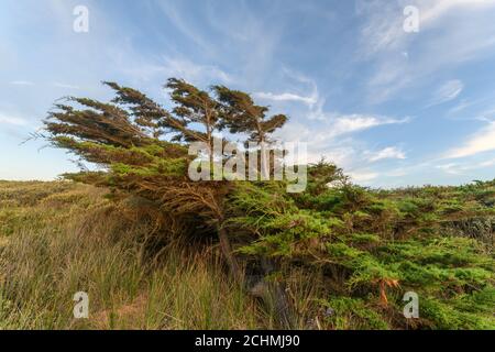 Zedernbaum vom Wind in einer Küstenlandschaft in der Nähe des atlantiks in Frankreich gebogen. Stockfoto