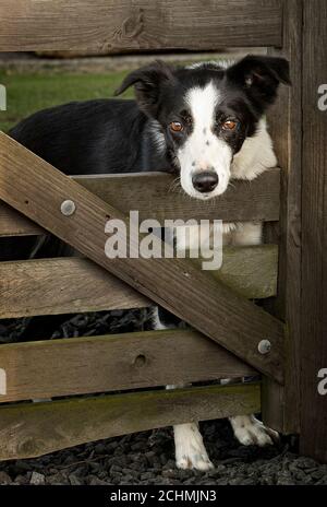 Border Collie (Canis lupus familiaris) Stockfoto