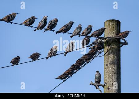 Gemeinsamen Starling (Sturnus Vulgaris) Stockfoto