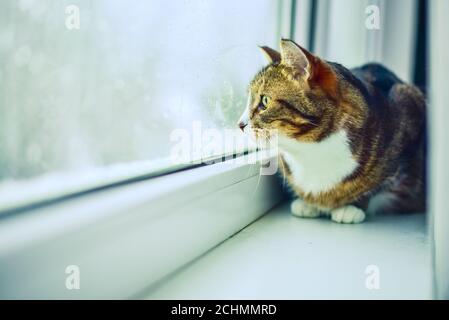 Die niedliche und witzige gestreifte Katze sitzt auf der Fensterbank und schaut nachdenklich aus dem Fenster. Stockfoto