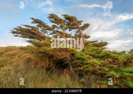 Zedernbaum vom Wind in einer Küstenlandschaft in der Nähe des atlantiks in Frankreich gebogen. Stockfoto