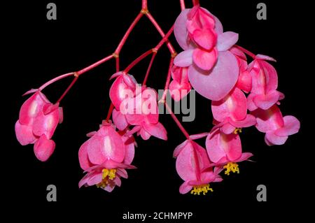 Winkelflügel lateinischer Name begonia coccinea hart auf einem schwarzen Hintergrund Stockfoto