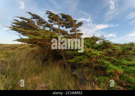 Zedernbaum vom Wind in einer Küstenlandschaft in der Nähe des atlantiks in Frankreich gebogen. Stockfoto