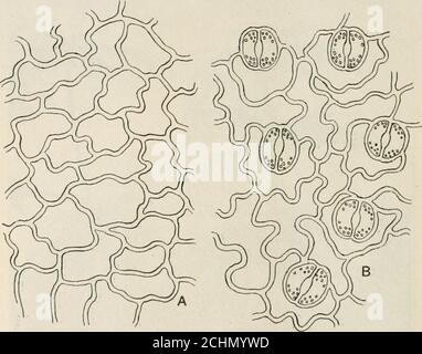 . Vererbung und Evolution in Pflanzen . ABB. 4. - Baumfarne auf der Militärstraße zwischen Cayey und Caguas, Porto Rico. (Foto von M. A. Howe.) Geschichte des Individuums. Die verschiedenen Stadien der Lebensgeschichte, die den meisten Pflanzen gemeinsam sind, sind nirgendwo anschaulicher dargestellt als in den Farnen. 2. Beschreibung einer Fern-Pflanze. - die mehr gewöhnliche Farne der gemäßigten Regionen haben unterirdische Stämme Orrhizome (manchmal Wurzelstöcke genannt), so dass nur die 4 MKRK1MTY UND KV&lt; H.UTKKN IN PFLANZEN Blätter über dem Boden erscheinen.1 der Stamm kann verzweigt oder unverzweigt sein. Bei Verzweigungen werden die Äste ohne Bezug produziert Stockfoto