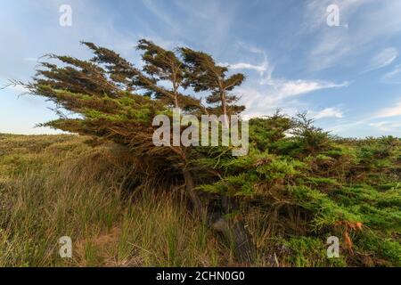 Zedernbaum vom Wind in einer Küstenlandschaft in der Nähe des atlantiks in Frankreich gebogen. Stockfoto