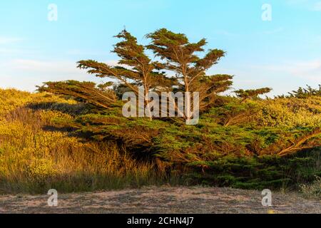 Zedernbaum vom Wind in einer Küstenlandschaft in der Nähe des atlantiks in Frankreich gebogen. Stockfoto