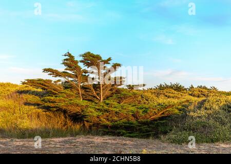 Zedernbaum vom Wind in einer Küstenlandschaft in der Nähe des atlantiks in Frankreich gebogen. Stockfoto