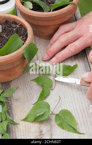 Stecklinge von Clematis Pflanzen über einem Blattknoten nehmen. VEREINIGTES KÖNIGREICH Stockfoto