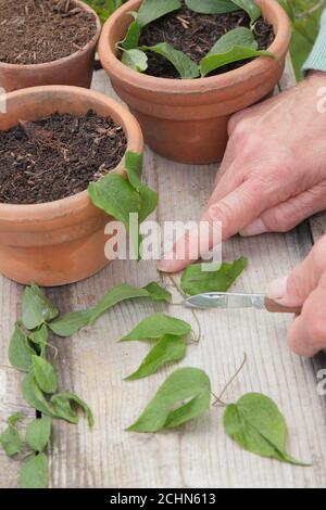 Stecklinge von Clematis Pflanzen über einem Blattknoten nehmen. VEREINIGTES KÖNIGREICH Stockfoto