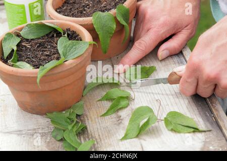 Stecklinge von Clematis Pflanzen über einem Blattknoten nehmen. VEREINIGTES KÖNIGREICH Stockfoto